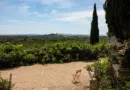 Sécurité, restaurants, embouteillages, la Baleine… Nos tops et nos flops du Sommet de l’Océan Unoc à Nice – Nice-Matin