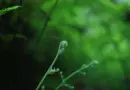 Un arbre chute sur une ligne haute tension: encore 130 foyers de l’arrière-pays de Grasse privés d’électricité – Nice-Matin